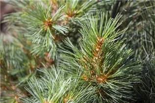 Pinus strobus 'Macopin' - Seidenkiefer 'Macopin' Pinus strobus 'Macopin' - Seidenkiefer 'Macopin'