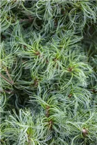 Pinus strobus 'Mini Twists' - Weymouths-Kiefer 'Mini Twists'