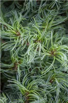 Pinus strobus 'Mini Twists' - Weymouths-Kiefer 'Mini Twists'