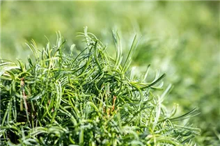 Pinus strobus 'Mini Twists' - Weymouths-Kiefer 'Mini Twists'