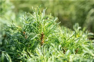 Pinus strobus 'Mini Twists' - Weymouths-Kiefer 'Mini Twists'