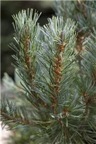  - Pinus parviflora 'Blauer Engel'