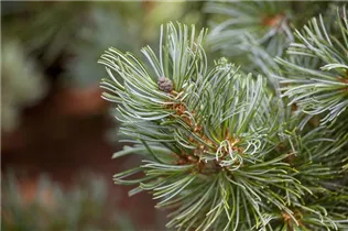  - Pinus parviflora 'Blauer Engel'
