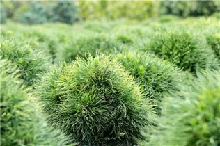 Pinus strobus 'Minima' - Kissen-Kiefer 'Minima'