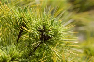 Pinus strobus 'Minima' - Kissen-Kiefer 'Minima'
