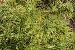 Pinus strobus 'Minima' - Kissen-Kiefer 'Minima'