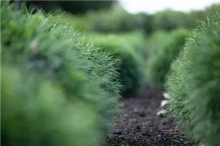 Pinus strobus 'Minima' - Kissen-Kiefer 'Minima'