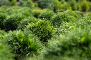 Pinus strobus 'Minima' - Kissen-Kiefer 'Minima'