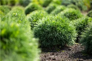 Pinus strobus 'Minima' - Kissen-Kiefer 'Minima'