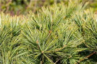 Pinus strobus 'Minima' - Kissen-Kiefer 'Minima'