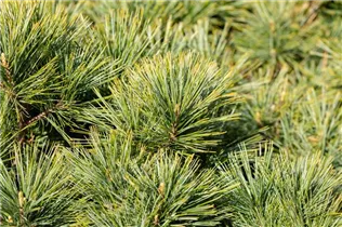 Pinus strobus 'Minima' - Kissen-Kiefer 'Minima'