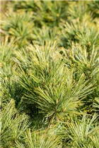 Pinus strobus 'Minima' - Kissen-Kiefer 'Minima'