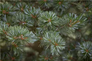  - Pinus parviflora 'Brevifolia'