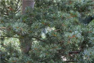  - Pinus parviflora 'Brevifolia'