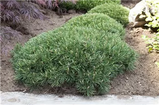 Pinus strobus 'Nana Compacta' - Weymouths-Kiefer 'Nana Compacta'