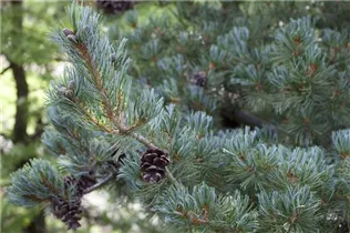 - Pinus parviflora 'Glauca'  - Pinus parviflora 'Glauca'