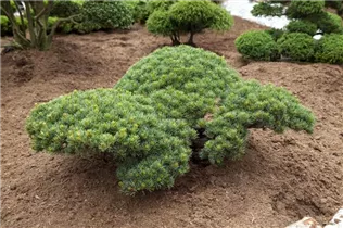 - Pinus parviflora 'Glauca'  - Pinus parviflora 'Glauca'