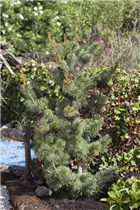 - Pinus parviflora 'Glauca'  - Pinus parviflora 'Glauca'