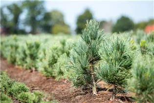 - Pinus parviflora 'Glauca'  - Pinus parviflora 'Glauca'