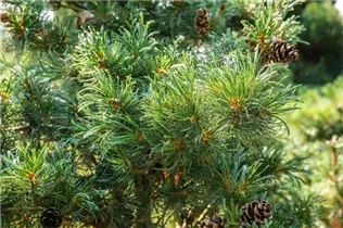 - Pinus parviflora 'Glauca'  - Pinus parviflora 'Glauca'