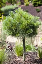 Pinus strobus 'Radiata' - Streichelkiefer 'Radiata'
