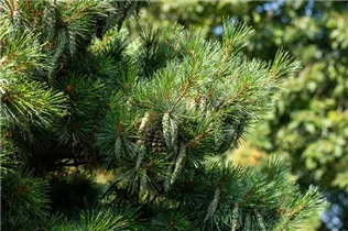 Pinus strobus 'Radiata' - Streichelkiefer 'Radiata'