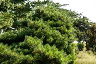 Pinus strobus 'Radiata' - Streichelkiefer 'Radiata'