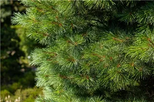 Pinus strobus 'Radiata' - Streichelkiefer 'Radiata'