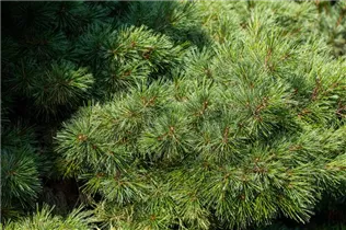 Pinus strobus 'Radiata' - Streichelkiefer 'Radiata'