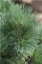 Pinus strobus 'Sea Urchin' - Weymouths-Kiefer 'Sea Urchin'