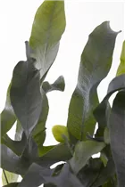 - Platycerium bifurcatum  - Platycerium bifurcatum