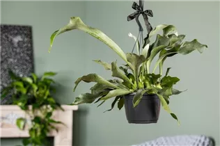 - Platycerium bifurcatum  - Platycerium bifurcatum