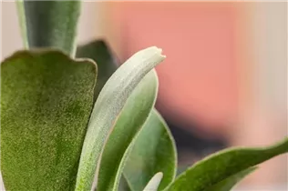 - Platycerium bifurcatum  - Platycerium bifurcatum