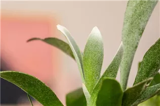 - Platycerium bifurcatum  - Platycerium bifurcatum