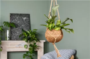 - Platycerium bifurcatum  - Platycerium bifurcatum