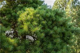 Pinus sylvestris 'Aurea Nisbeth' - Goldkiefer 'Nisbeth'