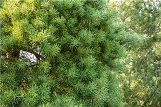 Pinus sylvestris 'Aurea Nisbeth' - Goldkiefer 'Nisbeth'