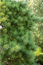 Pinus sylvestris 'Aurea Nisbeth' - Goldkiefer 'Nisbeth'