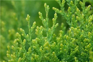 - Platycladus orientalis 'Aurea Nana'  - Platycladus orientalis 'Aurea Nana'