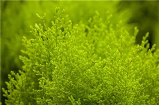 - Platycladus orientalis 'Aurea Nana'  - Platycladus orientalis 'Aurea Nana'