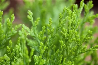 - Platycladus orientalis 'Aurea Nana'  - Platycladus orientalis 'Aurea Nana'