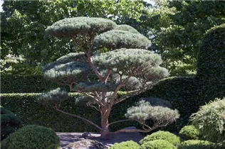 Pinus sylvestris 'Glauca' - Wald-Kiefer 'Glauca'