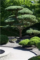 Pinus sylvestris 'Glauca' - Wald-Kiefer 'Glauca'