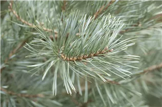 Pinus sylvestris 'Glauca' - Wald-Kiefer 'Glauca'