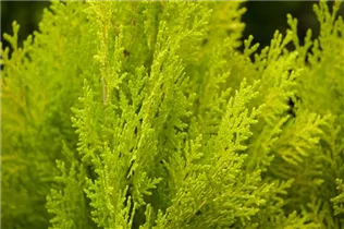  - Platycladus orientalis 'Elegantissima'