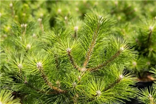 Pinus thunbergii 'Banshosho' - Japanische Schwarzkiefer 'Banshosho' Pinus thunbergii 'Banshosho' - Japanische Schwarzkiefer 'Banshosho'
