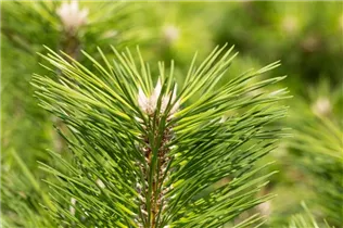 Pinus thunbergii 'Banshosho' - Japanische Schwarzkiefer 'Banshosho' Pinus thunbergii 'Banshosho' - Japanische Schwarzkiefer 'Banshosho'