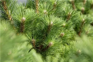 Pinus thunbergii 'Sayonara' - Japanische Schwarzkiefer 'Sayonara'