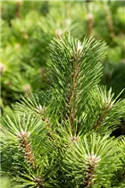 Pinus thunbergii 'Sayonara' - Japanische Schwarzkiefer 'Sayonara'