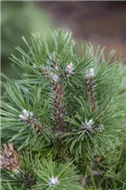 Pinus uncinata 'Grüne Welle' - Haken-Kiefer 'Grüne Welle'